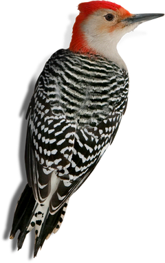 woodpecker-sm